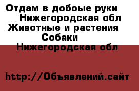Отдам в добоые руки!!!! - Нижегородская обл. Животные и растения » Собаки   . Нижегородская обл.